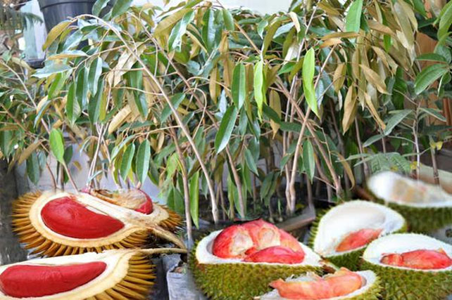 bibit pohon durian merah banyuwangi siap diorder Jawa Timur