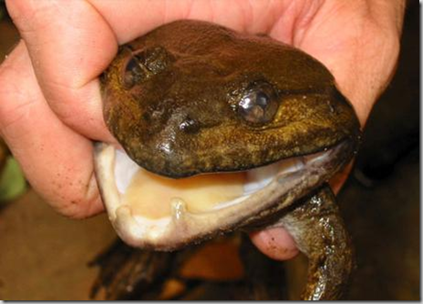 Un tesoro de más de 160 nuevas especies en el Mekong - Ciencia - elmundo.es_1253895260090