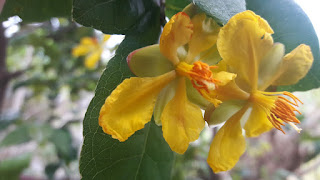 Ochna serrulata 