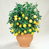 Lemon Tree Seeds High survival Rate bonsai Fruit Seeds For Home Gatden balcony