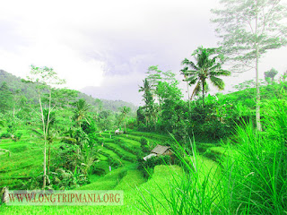 Inilah Foto Pemandangan Sawah Di Bali   