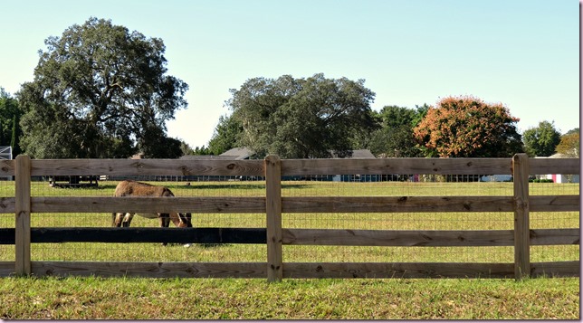 donkeyIMG_4802
