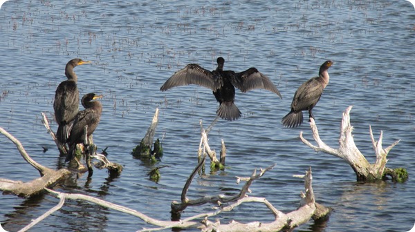 IMG_8554 Double Crested Cormorant Bird (2)