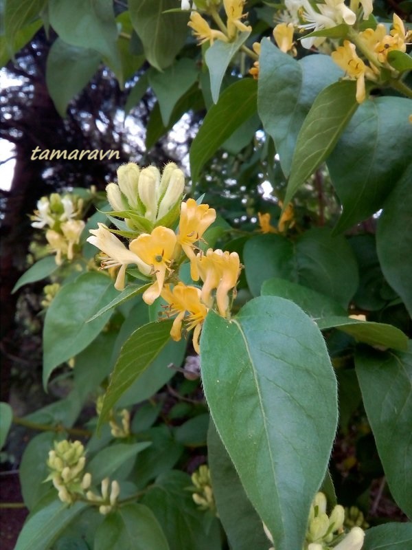 Жимолость Фердинанда (Lonicera ferdinandi)