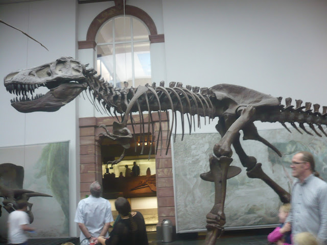 Szkielet tyranozaura w Muzeum Historii Naturalnej we Frankfurcie nad Menem