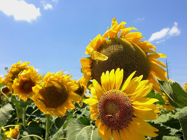 sunflowers