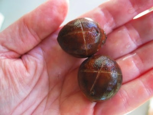 Escarificación. Algunas semillas deben rasparse para poder germinar, lo que imita en la naturaleza el efecto de las rocas, el agua y el viento.