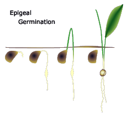 Perkecambahan Epigeal