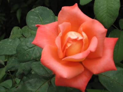 mawar: macam macam warna bunga mawar