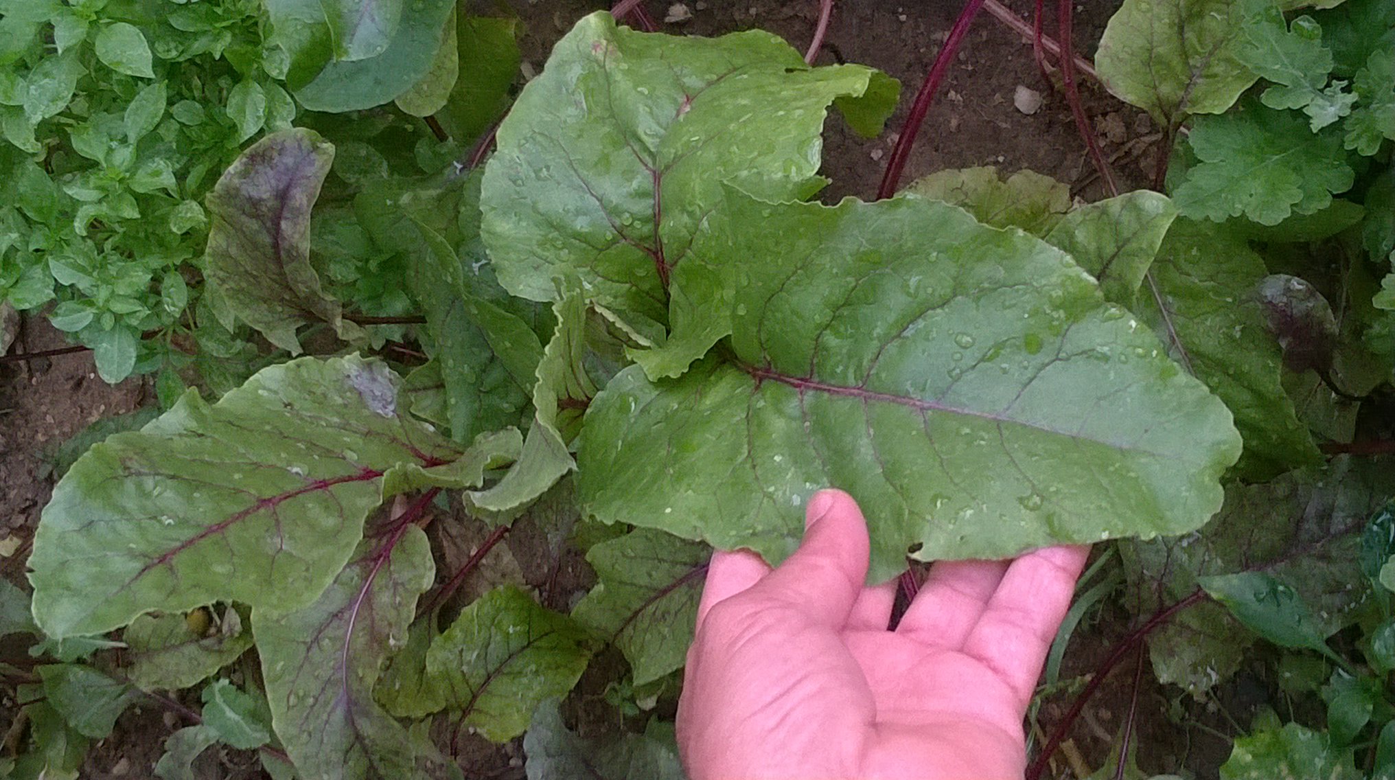 The leaf, leaf stalks, and roots of beetroot plants are edible. The leaves are high in vitamin A and minerals including calcium, iron, potassium, and magnesium.