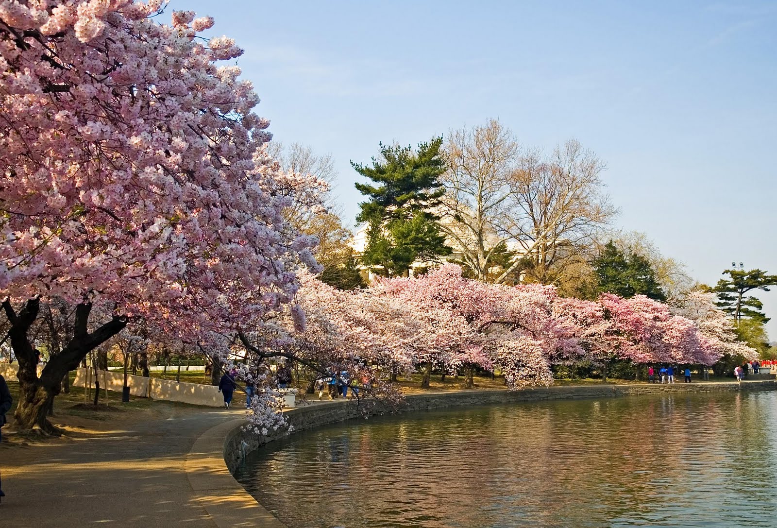 Negeri Sakura Rainbow Life