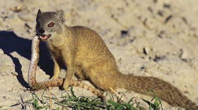 Mongooses