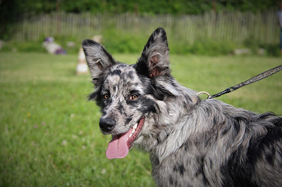 communication animale comportement chien chat cheval éducation canine annecy talloires