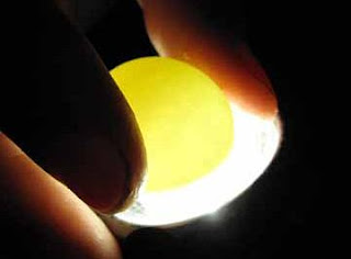 Penyebab Telur Kosong / Infertil Egg