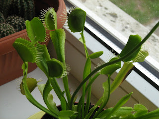 carnivorous plant