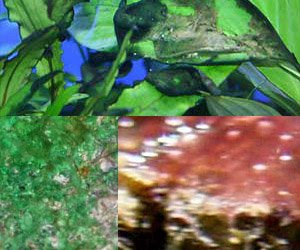 Red, Blue and Green Slime algae, Cyanobacteria