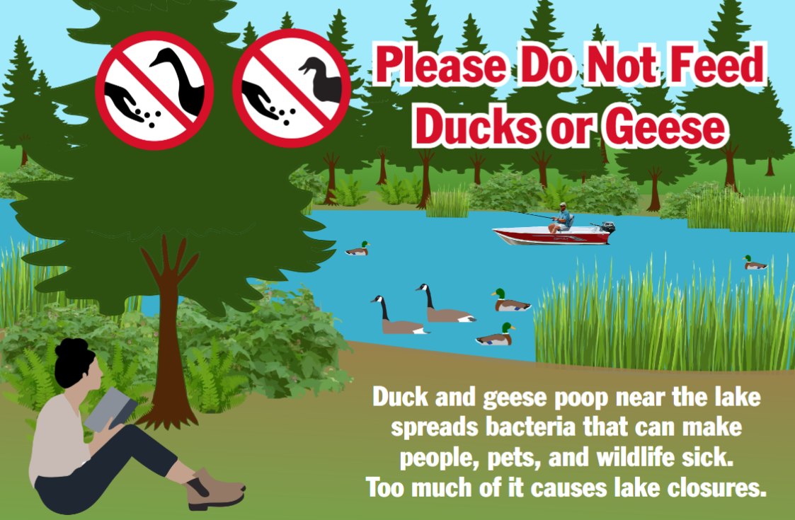 Don't Feed the Ducks