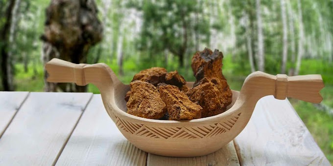 The two sides of Chaga | Biobritte mushrooms | Biobritte mushroom center