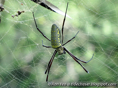 Batik Golden Web Spider (Nephila antipodiana)