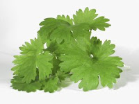 stock image - cilantro