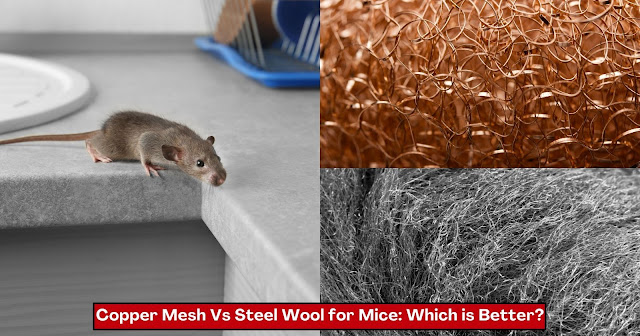 copper-mesh-vs-steel-wool-for-mice