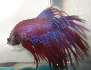 crowntail betta splenden