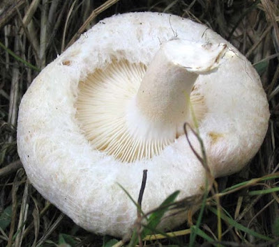 Lactarius pubescens