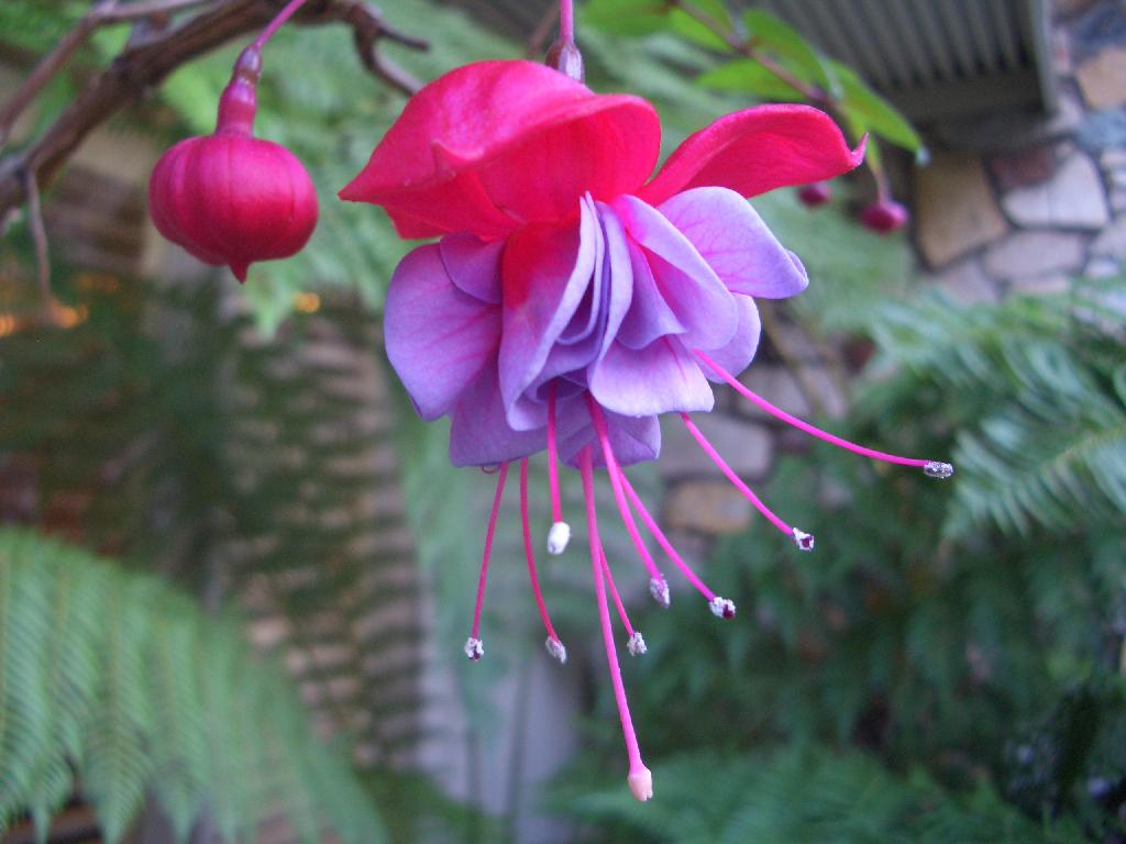 Palmas Exoticas Plantas en Jardín y Exterior MercadoLibre - Imagenes De Flores Exoticas De Mexico