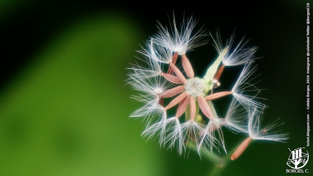 Sementes de plantas Asteraceae com cerdas aladas