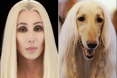 Dogs Who Look Like Celebrities