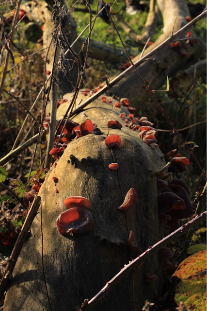 Woodland fungi