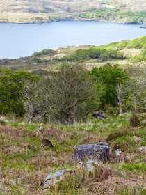 visite parc national de Killarney Irlande