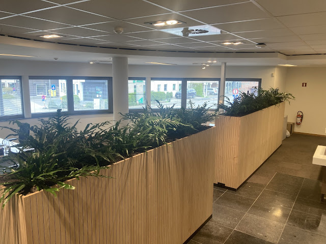 Aglaomorpha plantes interieur alouer pour event prix liège Namur fruitier