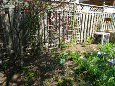 Riverdale Backyard Spring Cleanup After by Paul Jung Gardening Services a Toronto Gardening Company