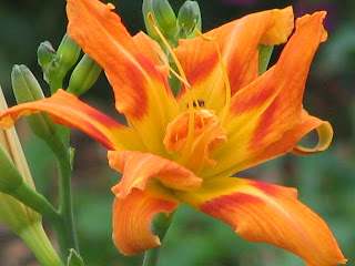 Yellow Perennial Flowers