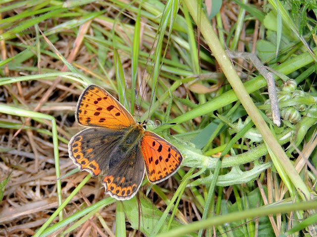 Lycaaena bleusei, anverso alar de una hembra