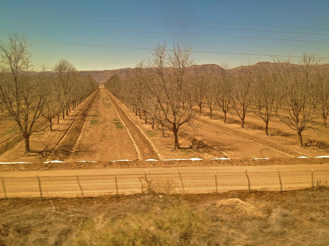 dusty texas orchard