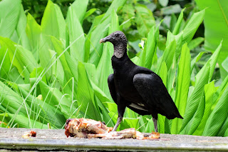 black vulture and turkey carcass