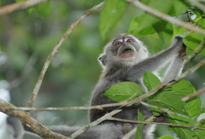 Long-tailed macaque (Macaca fascicularis)