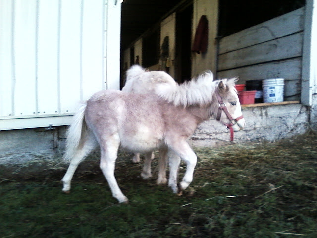 Cayenne walking