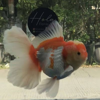 Kenapa Ikan Mas Koki Cepat Mati?