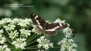 Limenitis camilla DSC120406