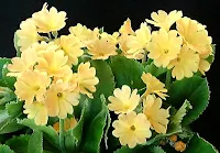 Primula Chamois