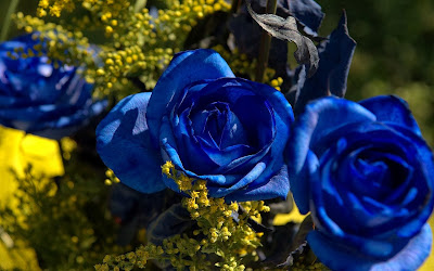 Blue-Rose-Wallpaper-background