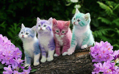 Gatitos de colores