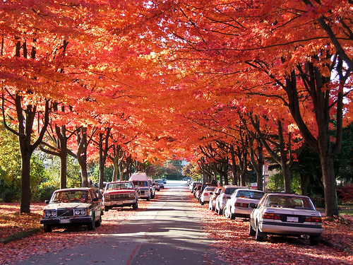 Autumn Street