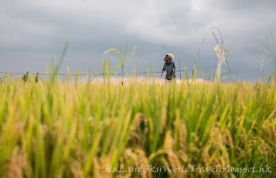 Jatiluwih rice terrace, bali, 峇里