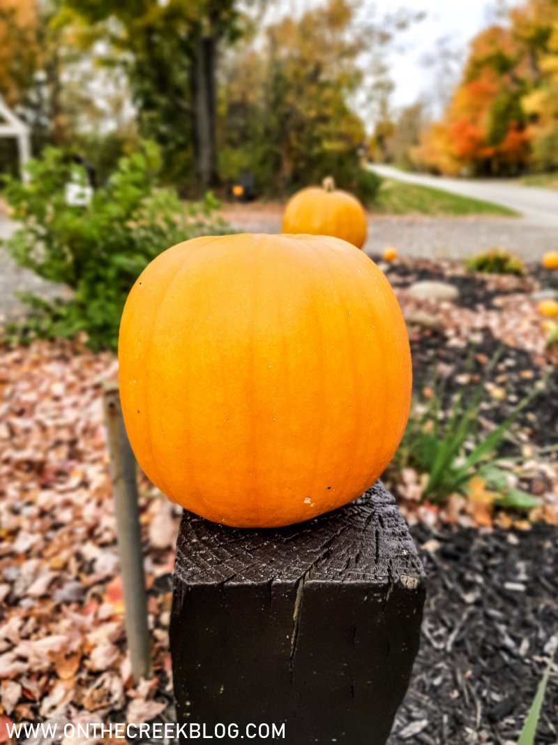 pumpkins grown in our garden | On The Creek Blog