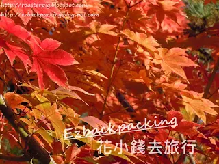 東京及關東夜楓紅葉祭情報