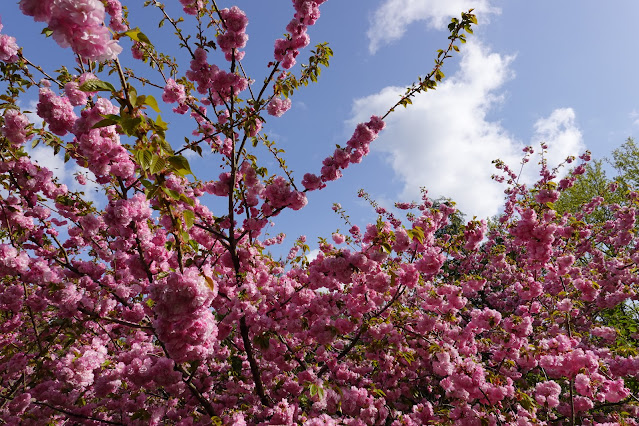 鳥取県西伯郡伯耆町小林 マウンテンストリームきしもと ヤエザクラ（八重桜）